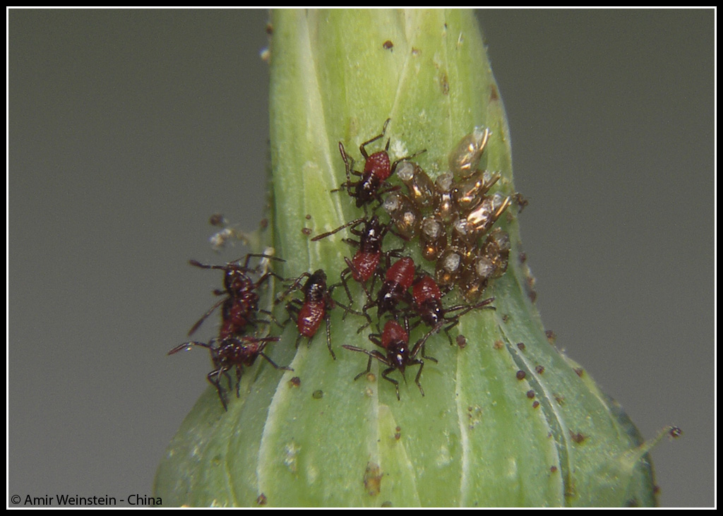 Liorhyssus hyalinus